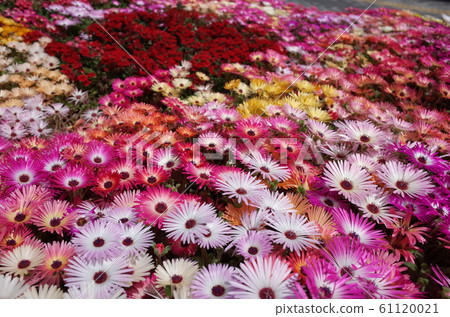 利文斯頓雛菊盛開 61120021