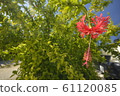 Coral hibiscus 61120085