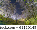 Kannongaike公園的夜櫻花 61120145