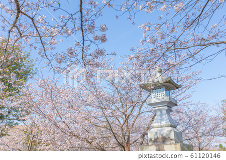 Cherry blossoms and lanterns at Chiran Peace Museum Cherry blossoms and lanterns at Chiran Peace Museum 61120146