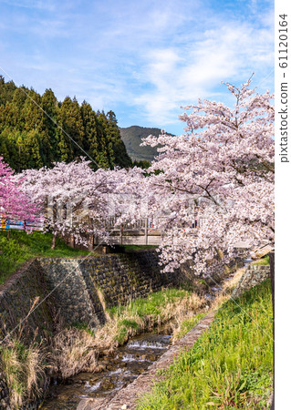 春天櫻花奈良大田 61120164