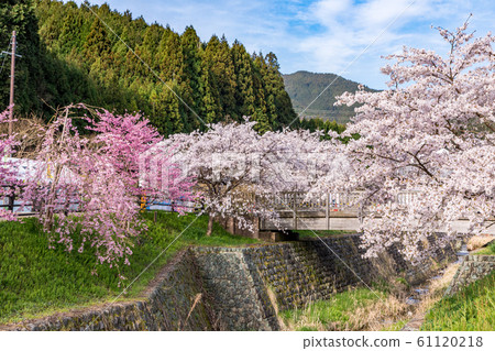 春天櫻花奈良大田 61120218