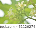 Papaya's Flower 61120274