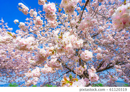 Yae Sakura Up Chikuma River Sakuratsumi [Nagano Prefecture] 61120319