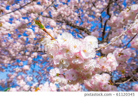 Yae Sakura Up Chikuma River Sakuratsumi [Nagano Prefecture] 61120345