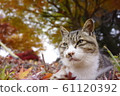 Cat autumn leaves 61120392