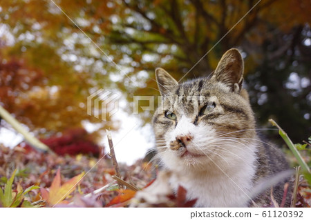 Cat autumn leaves 61120392
