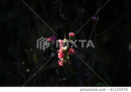 Blurred flowers 61120876