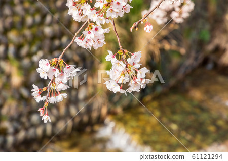 本鄉櫻花奈良大田 61121294