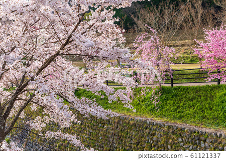 本鄉櫻花奈良大田 61121337