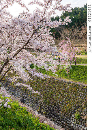 本鄉櫻花奈良大田 61121421