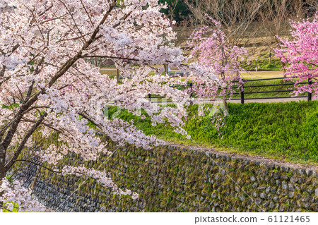 本鄉櫻花奈良大田 61121465