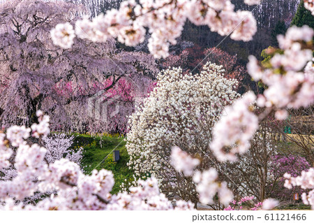 春天櫻花奈良大田 61121466