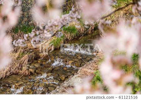 本鄉櫻花奈良大田 61121516