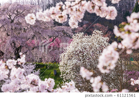 本鄉櫻花奈良大田 61121561