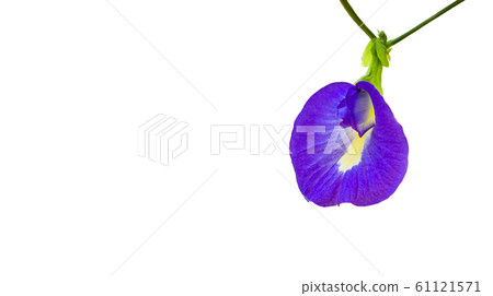 Butterfly pea flower on white background Butterfly pea flower on white background 61121571