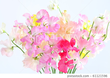 Sweetie 61121596