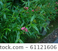 Flowers 61121606