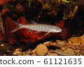 Senegal minnow Raiamas senegalensis in freshwater 61121635