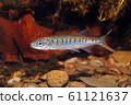 Senegal minnow Raiamas senegalensis in freshwater 61121637