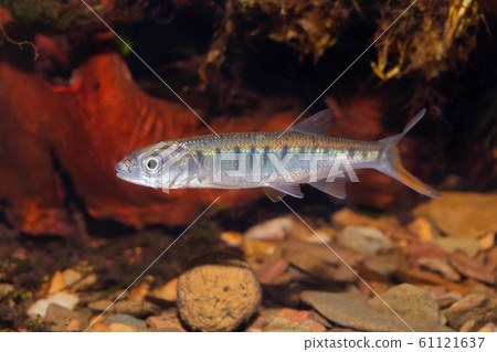 Senegal minnow Raiamas senegalensis in freshwater Senegal minnow Raiamas senegalensis in freshwater 61121637