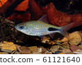 Cyprinid fish Enteromius rohani in freshwater 61121640