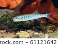 Senegal minnow Raiamas senegalensis in freshwater 61121642