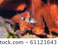 Young cyprinid fish Enteromius rohani in 61121643