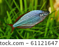 Dwarf rainbowfish Melanotaenia praecox in 61121647