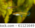 Live bearer fishes Neoheterandria elegans in 61121649