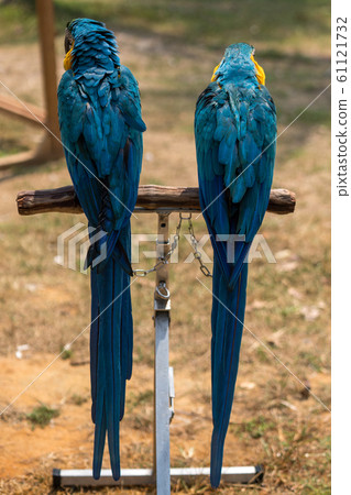 Blue-winged macaw 2 61121732