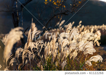 Japanese pampas grass in Hiraodai in autumn [Fukuoka Prefecture] 61122268