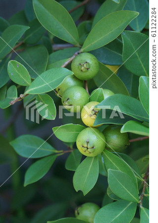 黃板石鷹 也稱為草莓番石榴 照片素材 圖片 圖庫