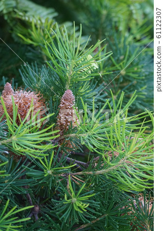 Bankushia Joey candle like pine Bankushia Joey candle like pine 61122307