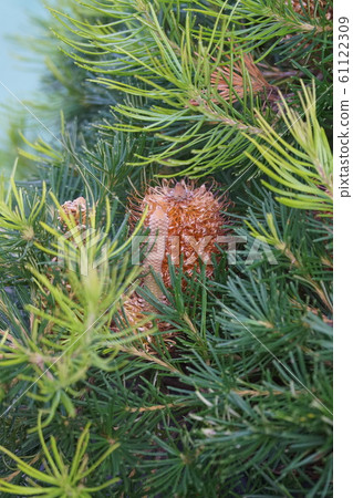 Bankushia Joey candle like pine Bankushia Joey candle like pine 61122309