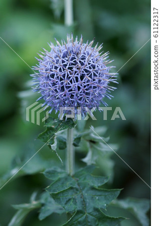 Ruri Balls Ruritama Thistle Floral words are "rich emotions" Ruri Balls Ruritama Thistle Floral words are "rich emotions" 61122317