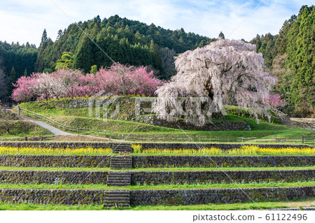 奈良縣本田市宇田市的za櫻 61122496