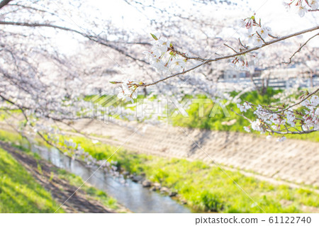 奈良縣奈良市新大宮市Saho河的櫻花 61122740