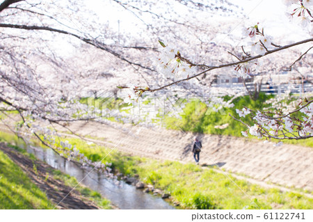 奈良縣奈良市新大宮市Saho河的櫻花 61122741