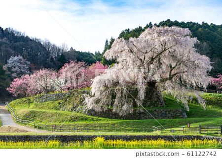 奈良縣本田市宇田市的za櫻 61122742