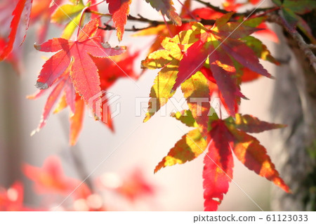 Light and autumn leaves 61123033