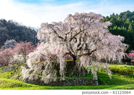 奈良縣本田市宇田市的za櫻 61123064