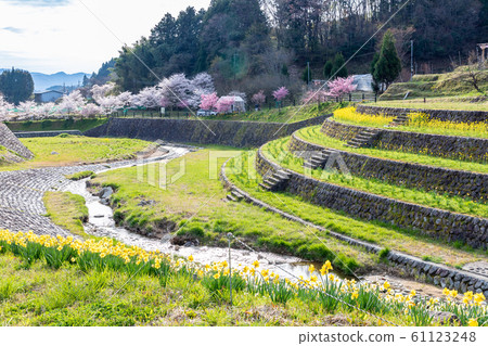 奈良縣本田市宇田市的za櫻 61123248