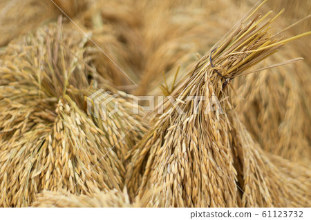 Dry paddy rice seed over ground against sunlight Dry paddy rice seed over ground against sunlight 61123732