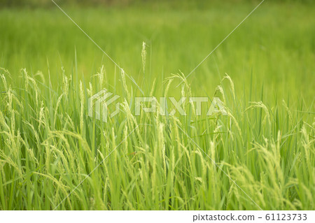 Yellow paddy rice plant. spike rice field Yellow paddy rice plant. spike rice field 61123733