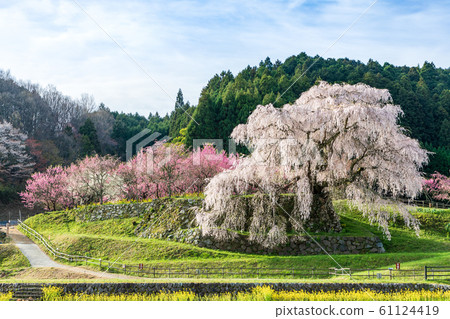 奈良縣本田市宇田市的za櫻 61124419