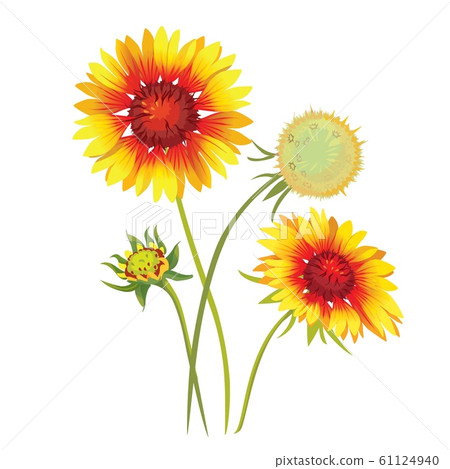Gaillardia pulchella flower. Beautiful natural blossom petal. Garden plant bloom. Vector 61124940
