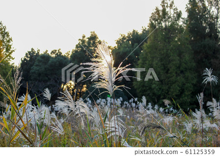 Kawaguchi Nature Park 61125359