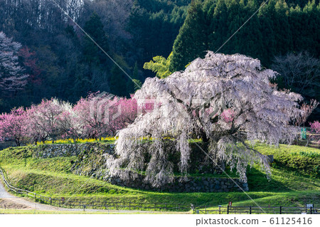 ata部櫻大田本鄉 61125416