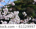 Beautiful cherry blossoms 61129997